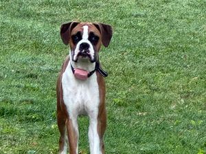 Boxer Needs Pal